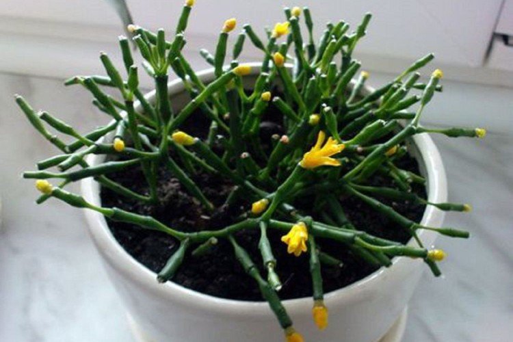 Хатиора – фото