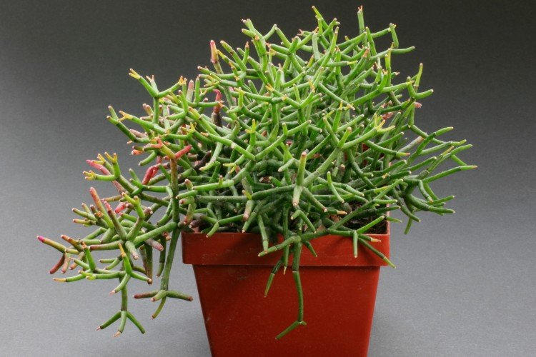 Хатиора – фото