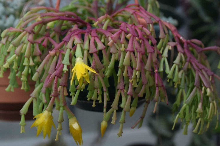 Хатиора – фото