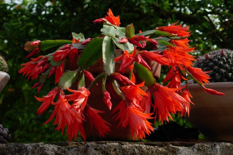 Хатиора – фото