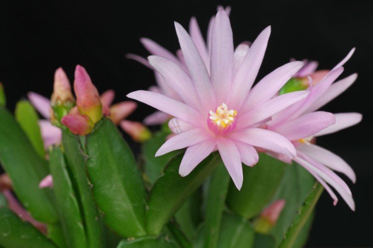 Хатиора – фото