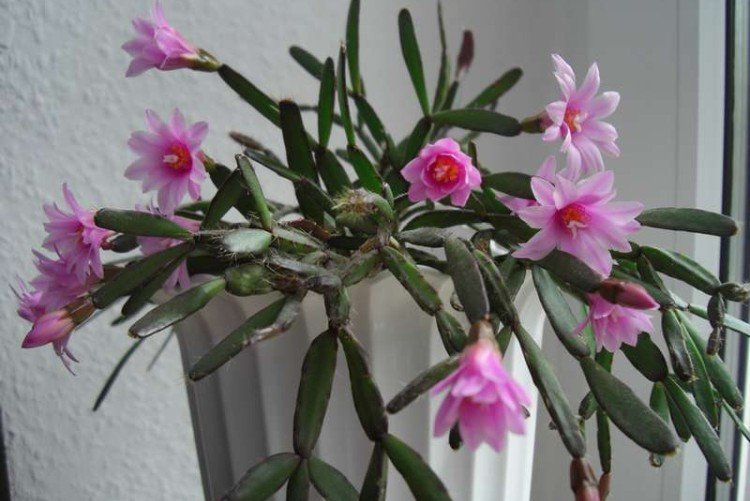 Розовая хатиора