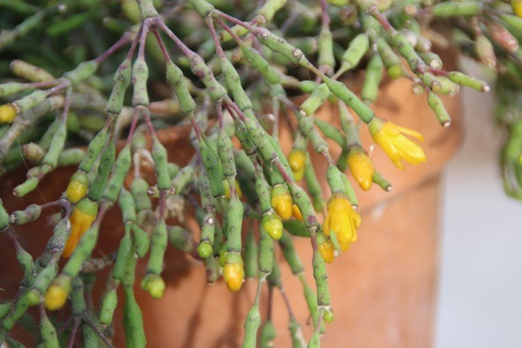 Хатиора – фото