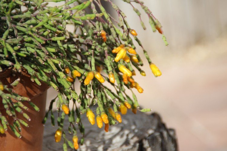 Хатиора – фото