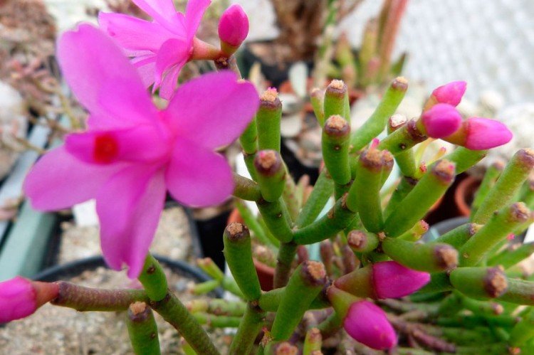 Хатиора Гермина