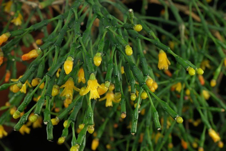 Температура