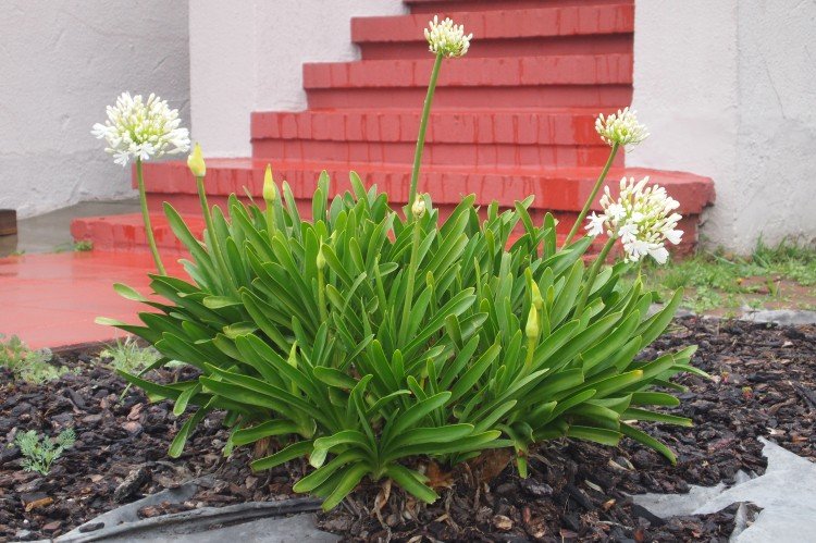 Размножение и посадка агапантуса