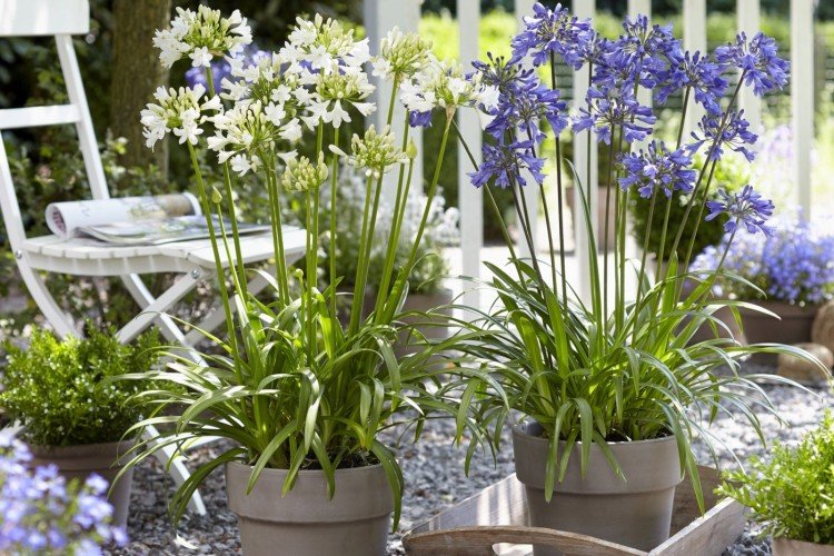 Агапантус – фото