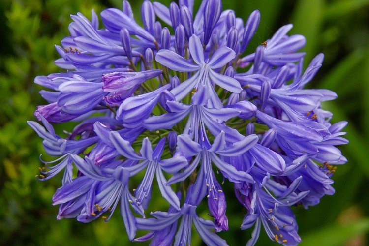 Зонтичный агапантус