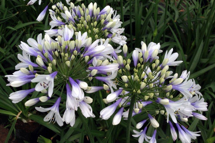 Агапантус – фото