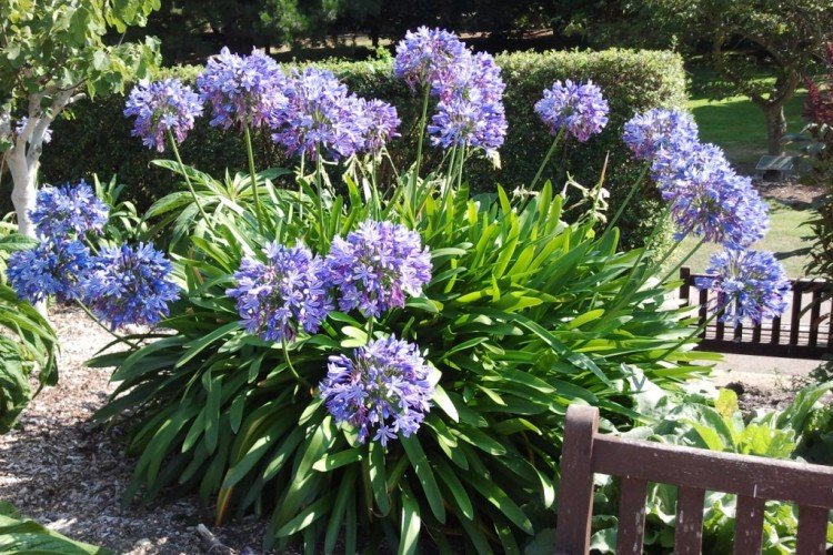 Агапантус – фото