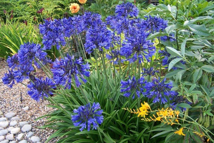 Агапантус – фото