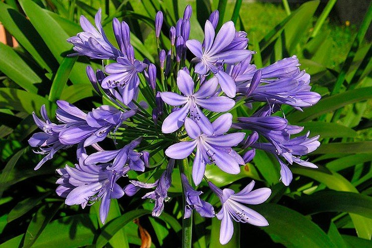 Агапантус – фото