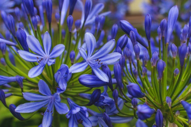 Агапантус – фото