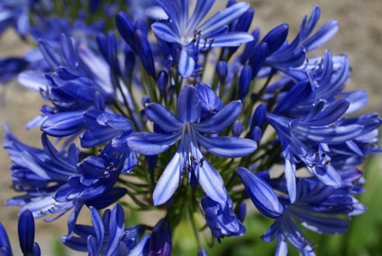 Удобрения и подкормка