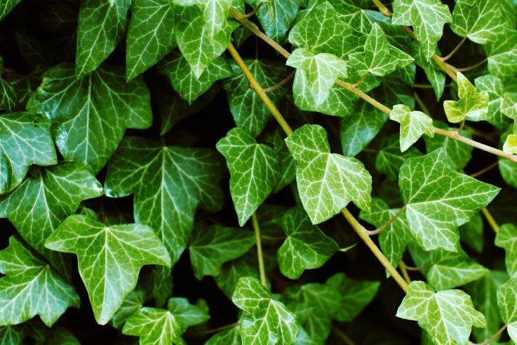 Удобрения и подкормка