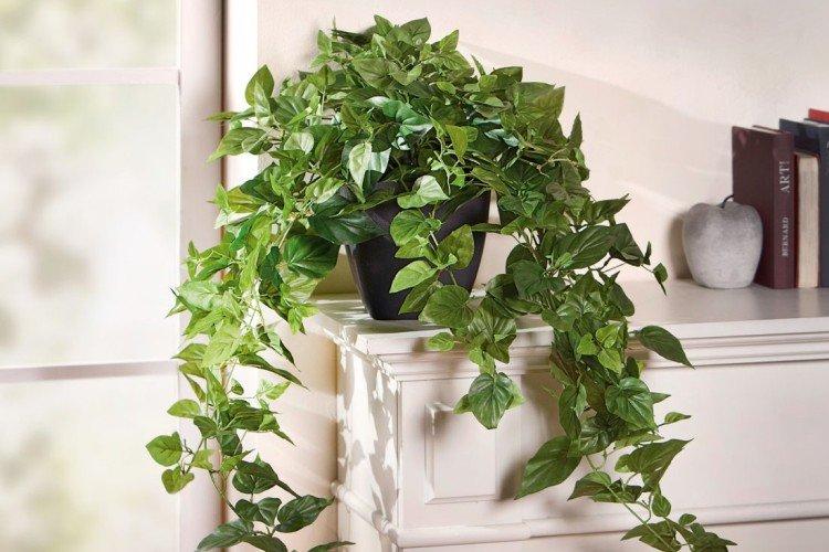 Плющ – фото