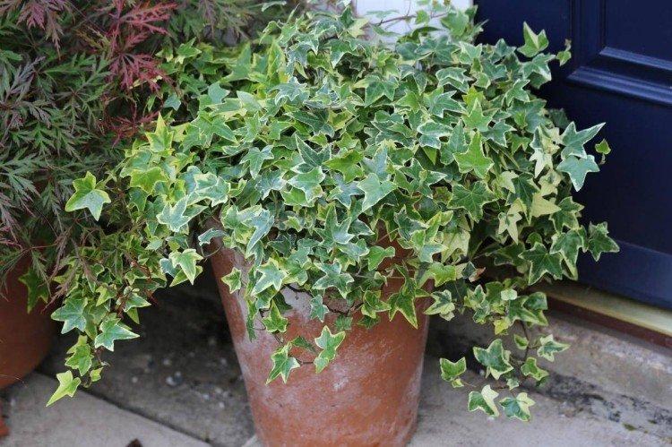 Плющ – фото