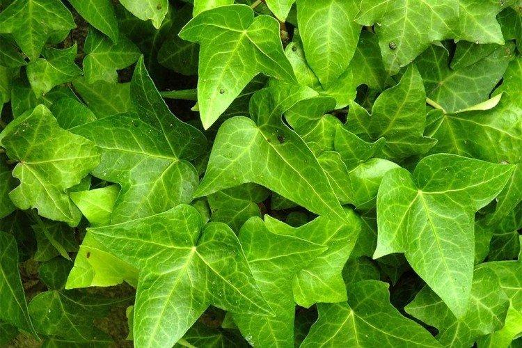 Обыкновенный плющ