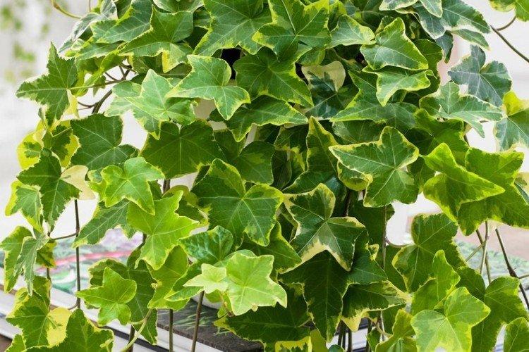 Плющ – фото