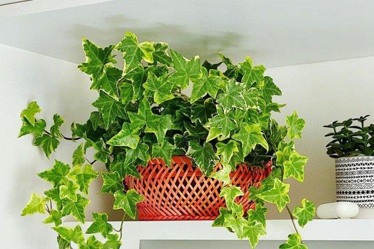 Плющ – фото