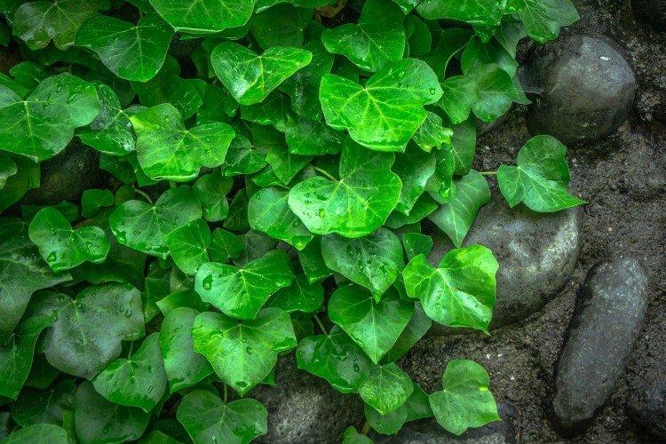 Плющ – фото