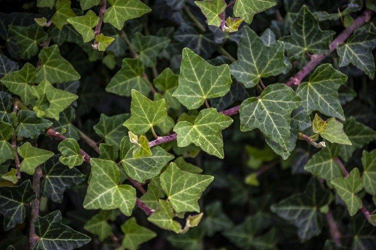 Плющ – фото