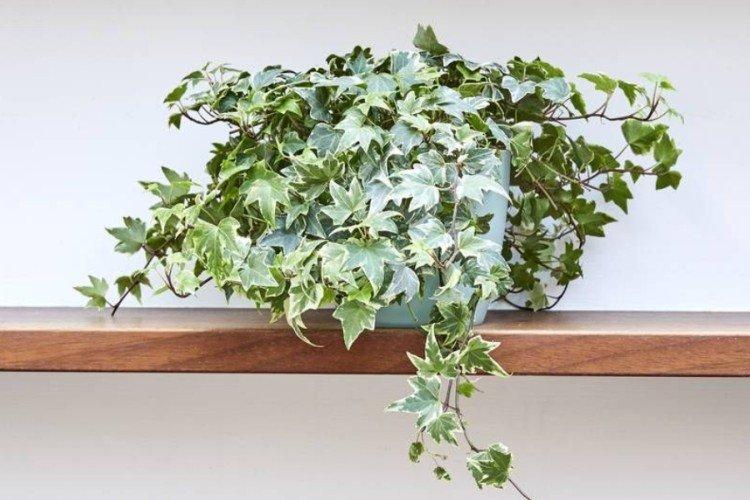 Плющ – фото