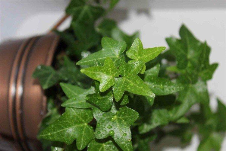 Плющ – фото