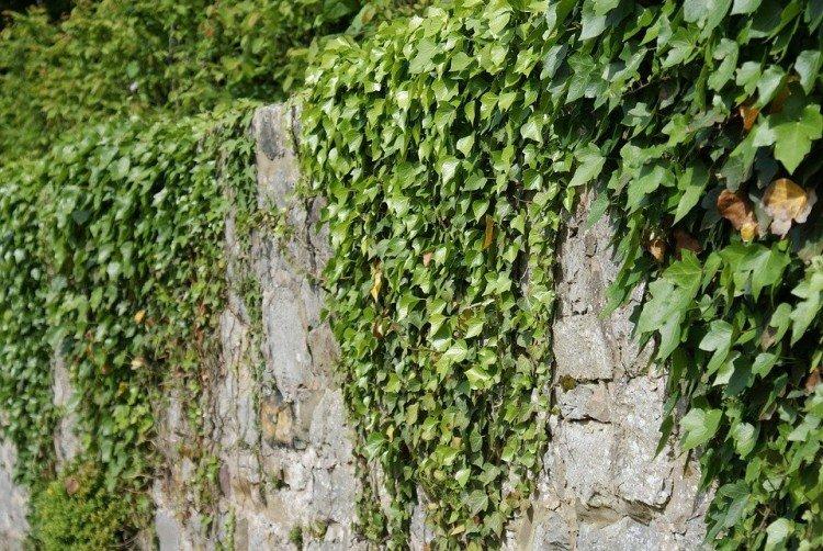 Плющ – фото