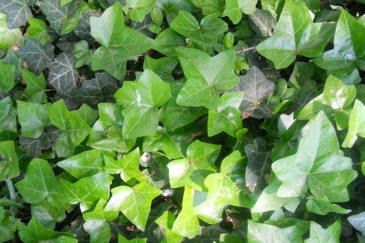 Крымский плющ