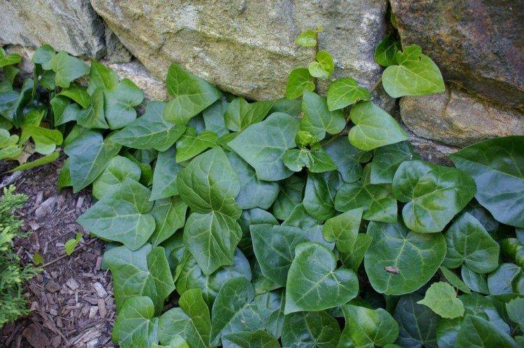 Кавказский плющ