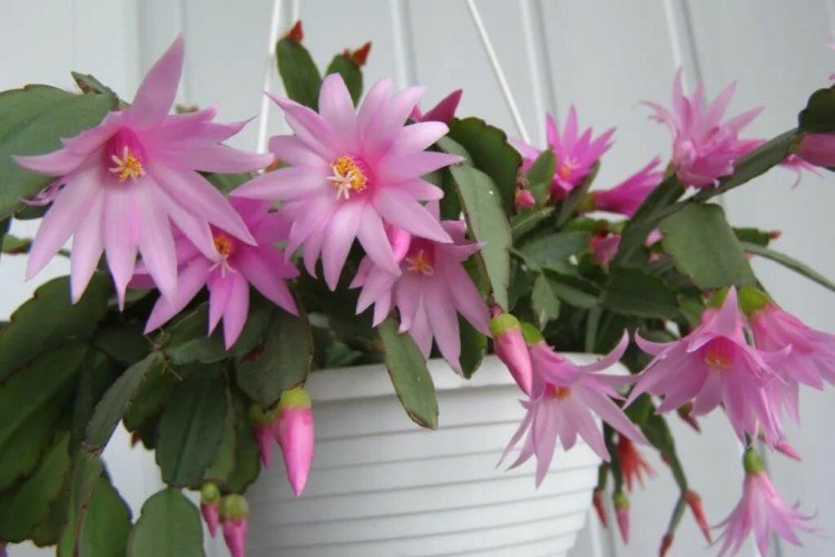 Рипсалидопсис – фото