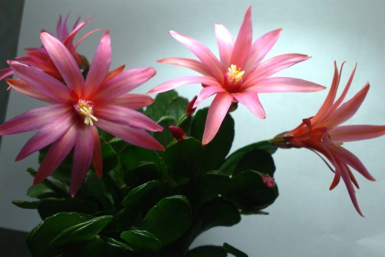 Рипсалидопсис – фото