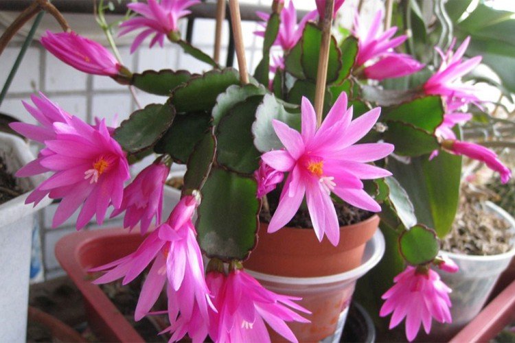 Рипсалидопсис – фото