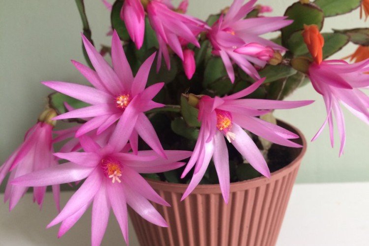 Рипсалидопсис – фото