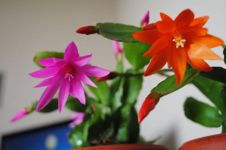 Рипсалидопсис – фото