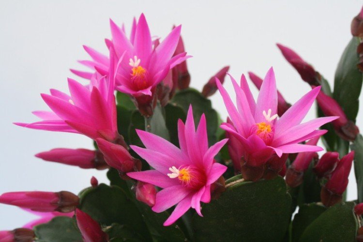 Рипсалидопсис – фото