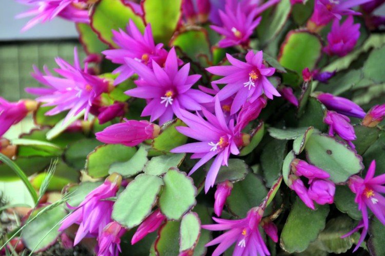 Рипсалидопсис – фото