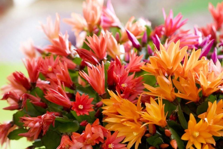 Рипсалидопсис – фото