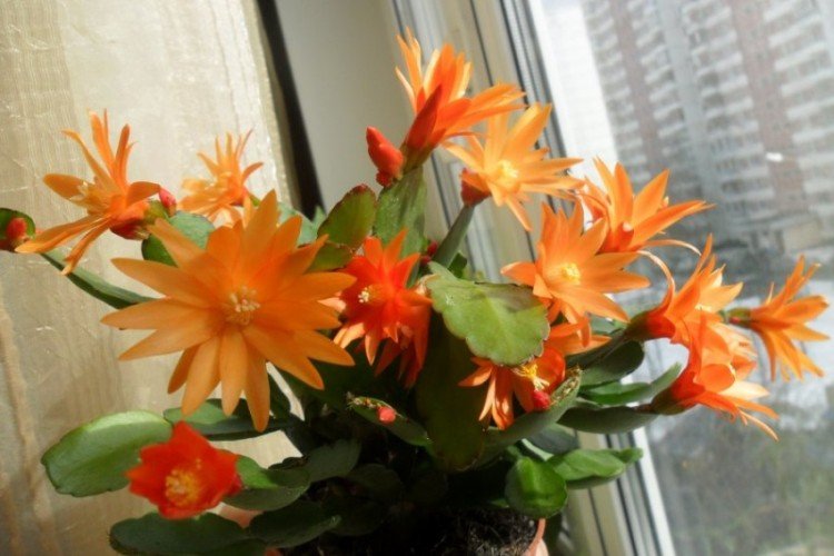 Рипсалидопсис – фото