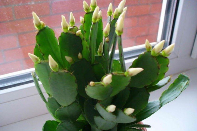 Рипсалидопсис – фото