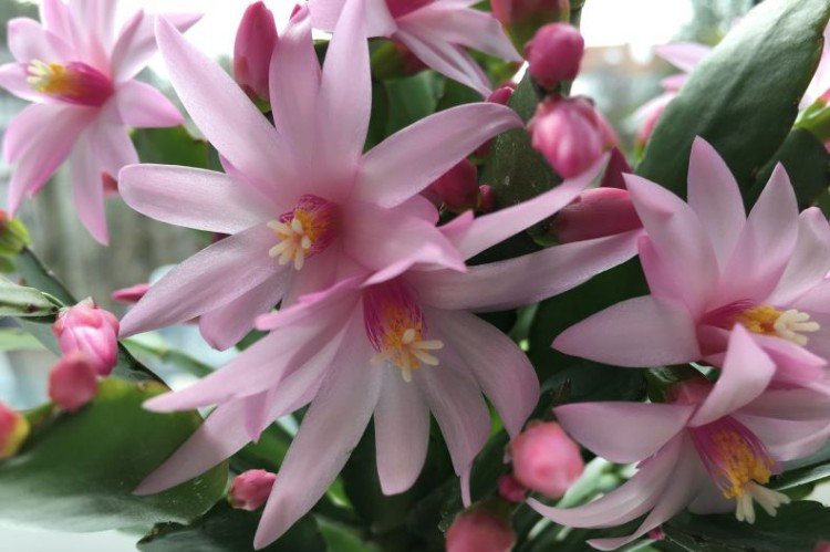 Рипсалидопсис – фото