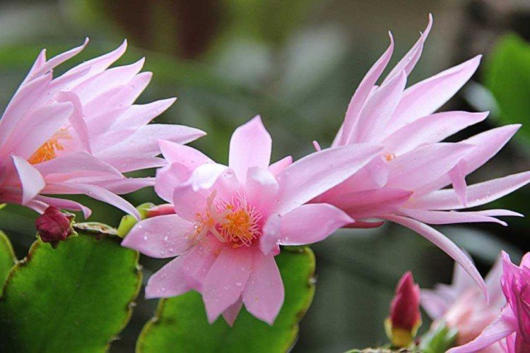 Рипсалидопсис – фото