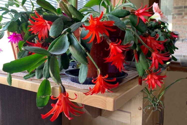 Рипсалидопсис – фото