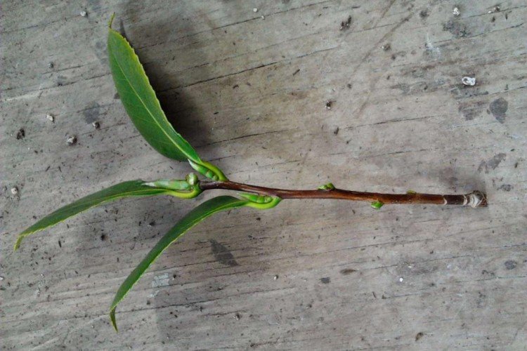 Размножение и посадка камелии