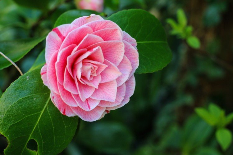 Камелия – фото