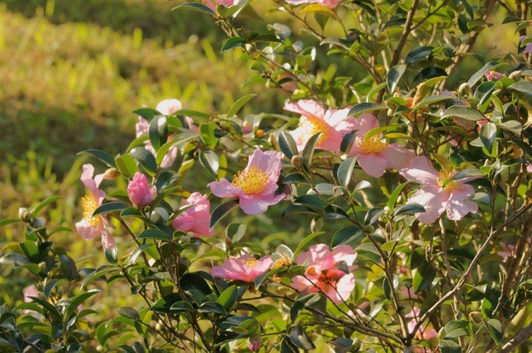 Камелия – фото