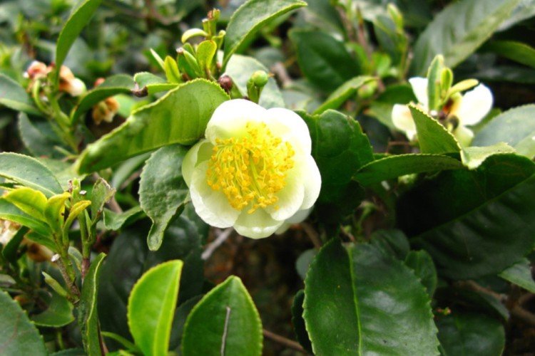 Камелия – фото