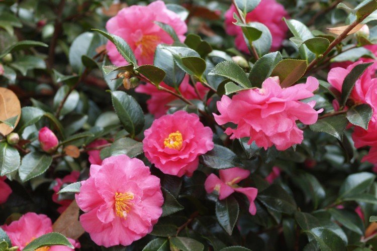 Камелия – фото